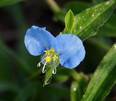 [This flower has two blue petals which appear to be regular size petals. The white petal is less than one quarter of the size of one blue petal. The white stamen have yellow flower-shaped tips at the end. The leaves are long and thin.]